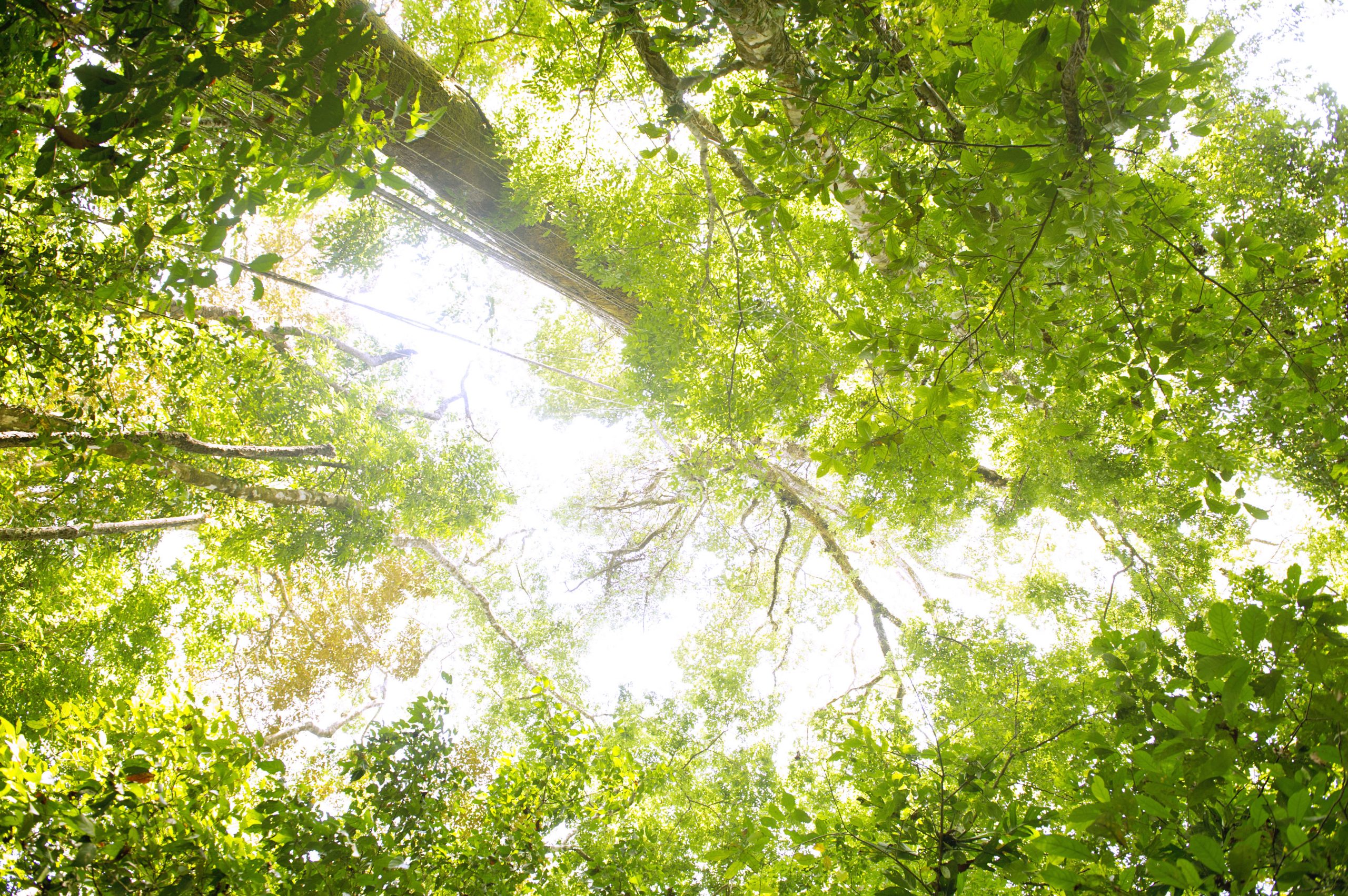Bonos de carbono forestal: ¿promesa u oportunidad?