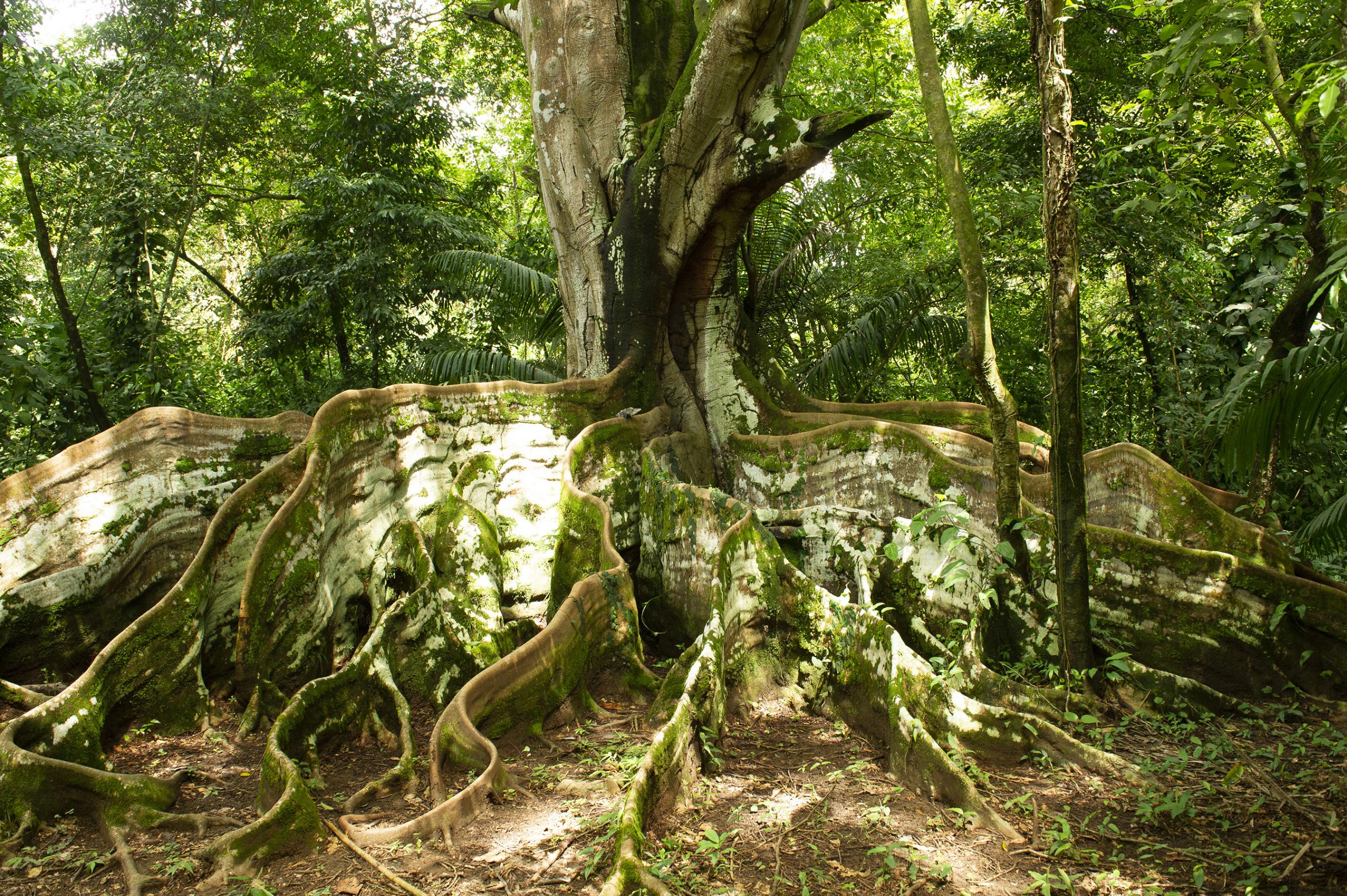 Territorios indígenas: conservar bosques y reducir emisiones