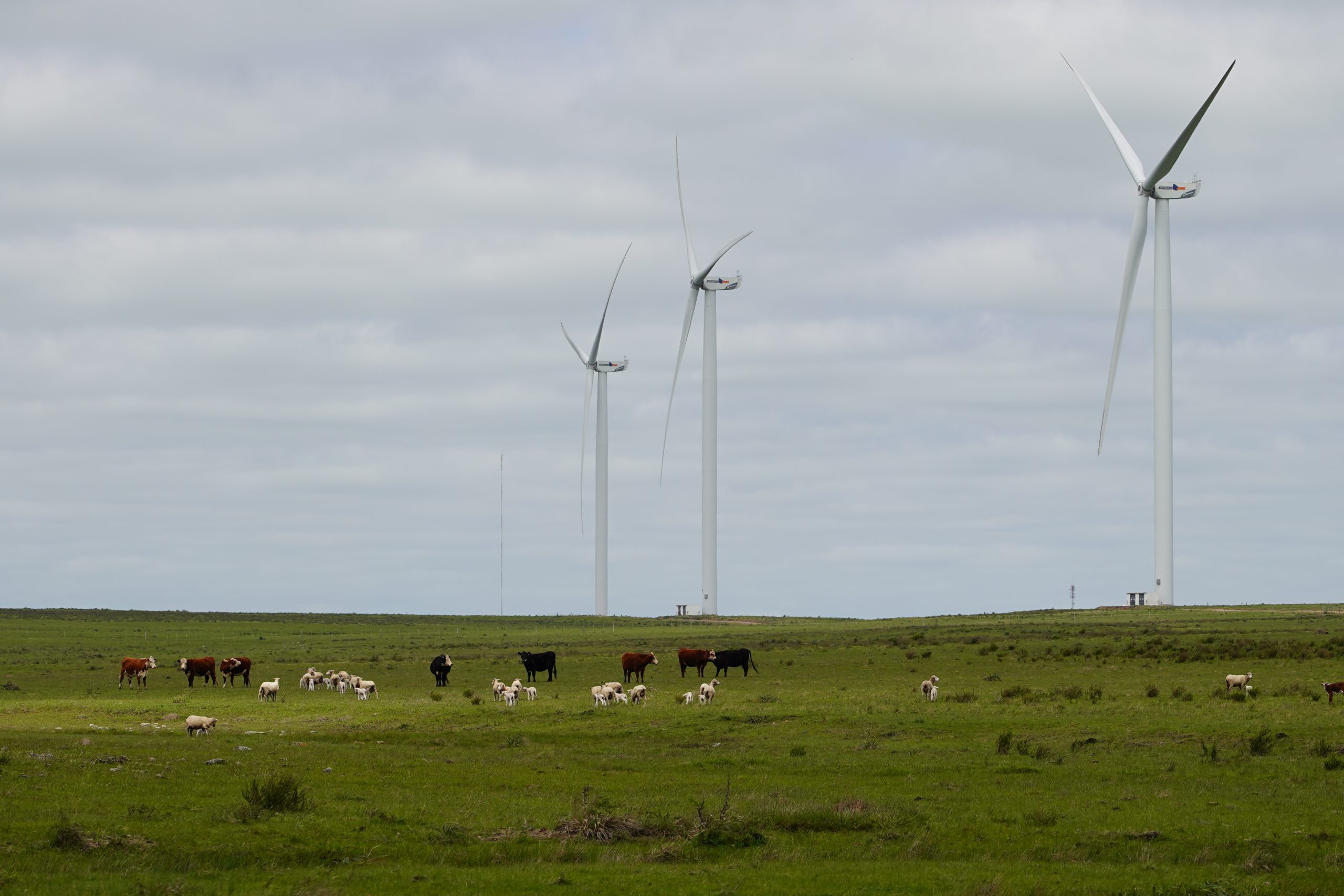 El camino de Uruguay hacia una economía baja en carbono: un “hito”, el mercado y los datos