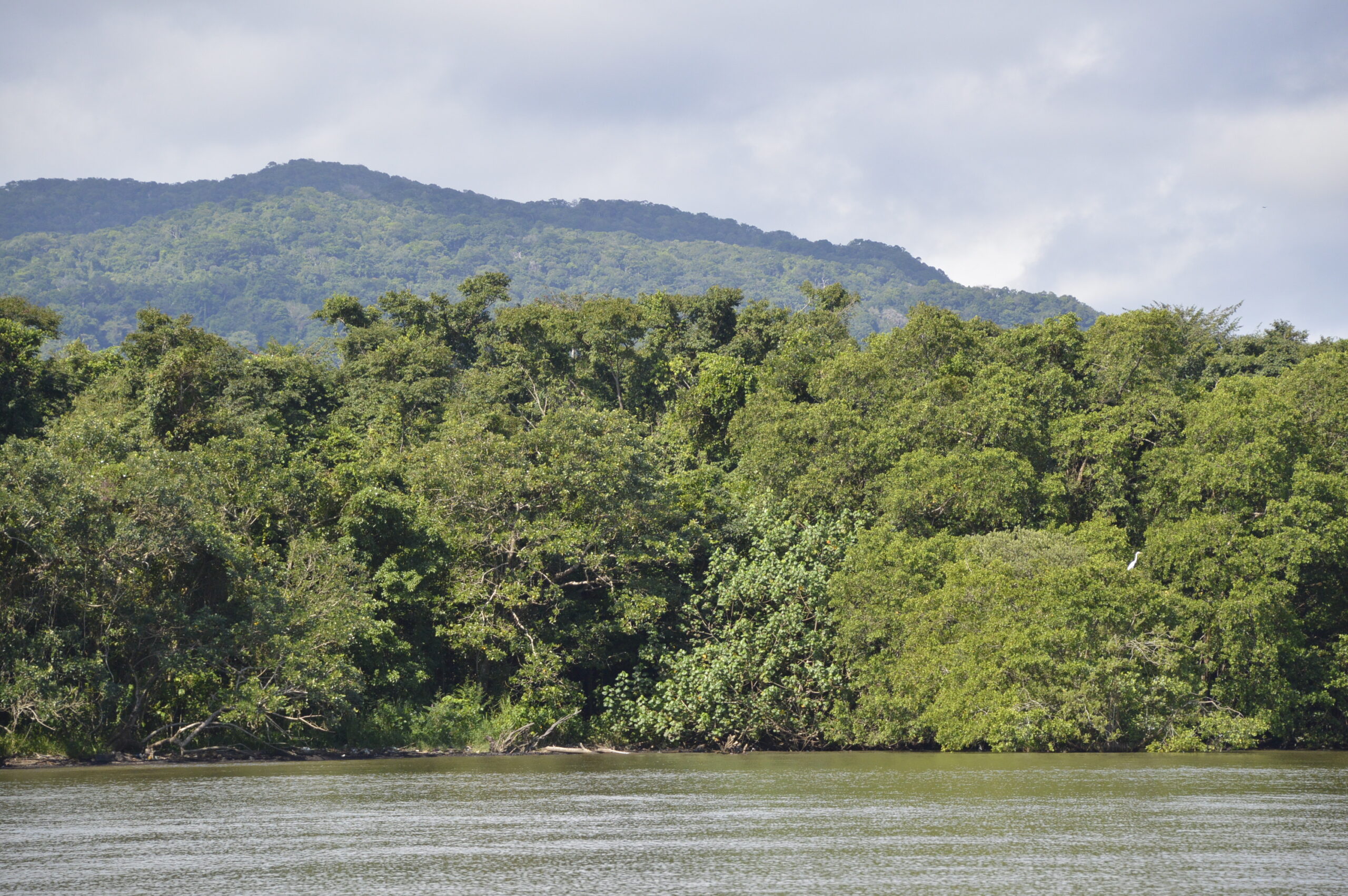<strong>Ecosistema de manglar: un ancla de vida para comunidades costeras del Caribe de Guatemala</strong>