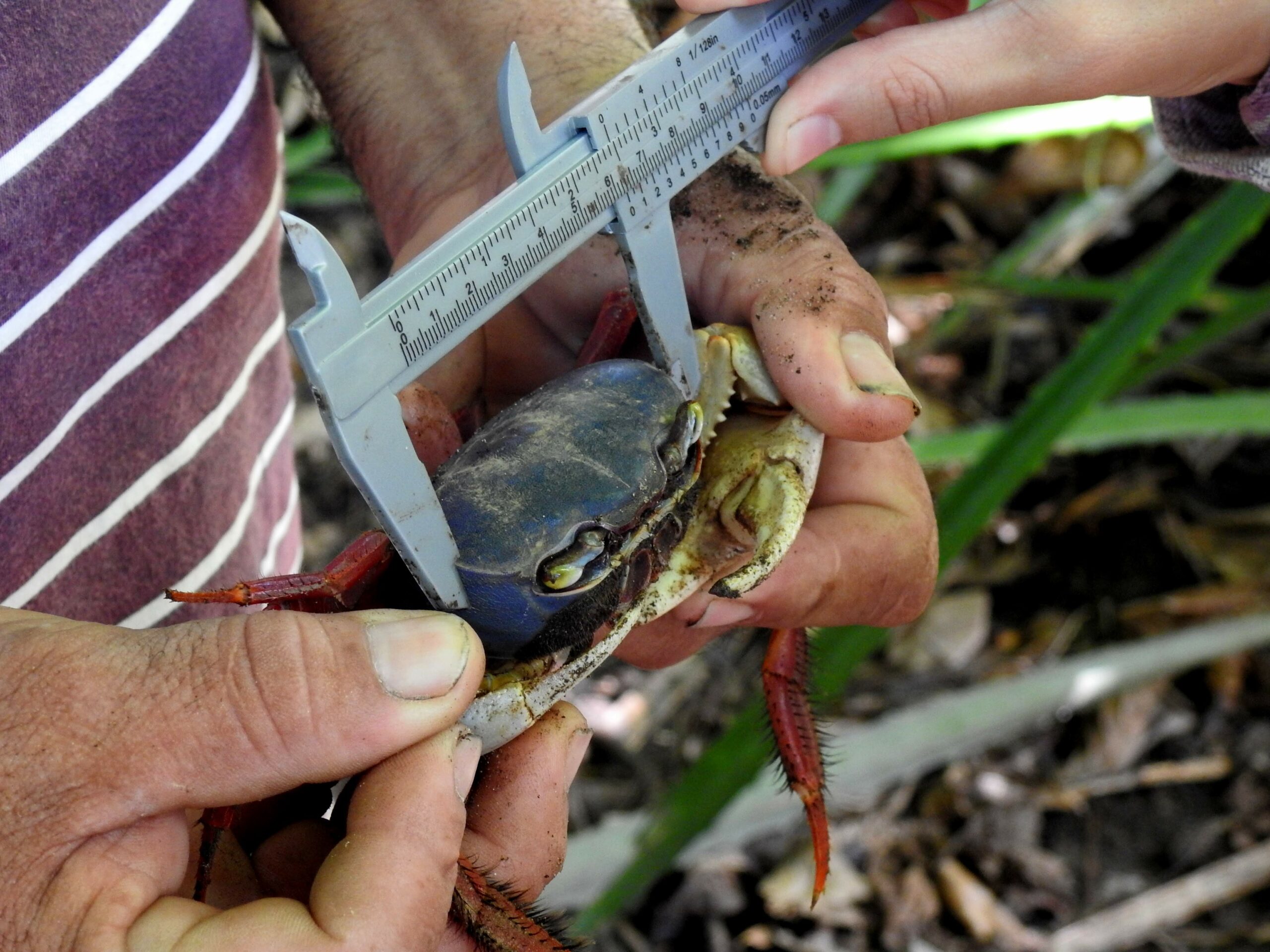 <strong>El cangrejo azul pone a prueba la resiliencia de comunidades costeras en El Salvador</strong>